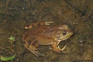 Rana catesbeiana
