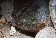 Chelydra serpentina