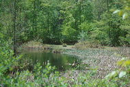 Ringwood Preserve, Freeville, New York