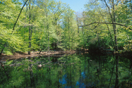 Ringwood Preserve, Freeville, New York
