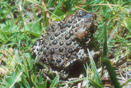 Anaxyrus canorus