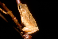 Pseudacris crucifer