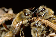 Apis mellifera