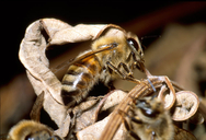 Apis mellifera