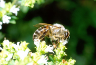 Apis mellifera