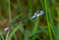Lestes disjunctus