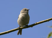 Psaltriparus minimus