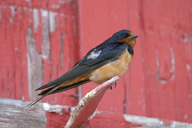 Hirundo rustica