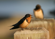 Hirundo rustica