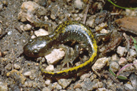 Ambystoma macrodactylum