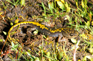 Ambystoma macrodactylum