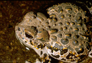 Anaxyrus canorus