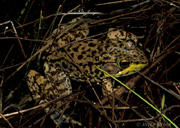 Rana clamitans