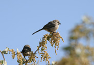 Psaltriparus minimus