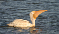 Pelecanus erythrorhynchos