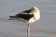 Recurvirostra americana