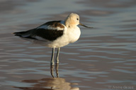 Recurvirostra americana