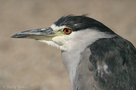 Nycticorax nycticorax