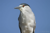 Nycticorax nycticorax