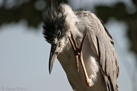 Nycticorax nycticorax