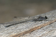 Argia lugens