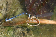 Enallagma sp.