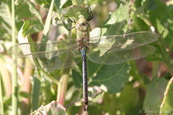 Anax junius