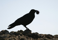 Corvus brachyrhynchos
