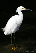 Egretta thula