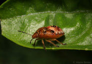 Thyanta pallidovirens