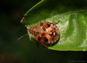 Thyanta pallidovirens