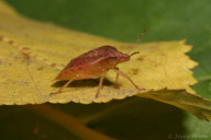 Thyanta pallidovirens