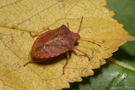 Thyanta pallidovirens