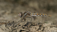 Sympetrum corruptum