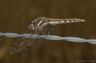 Sympetrum corruptum