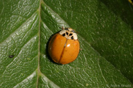Harmonia axyridis