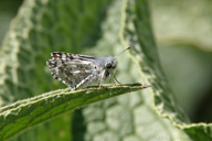 Pyrgus communis