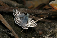 Pyrgus communis