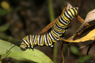 Danaus plexippus