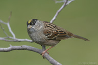 Zonotrichia atricapilla