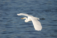 Ardea alba