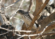 Accipiter cooperii