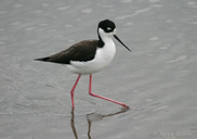 Himantopus mexicanus