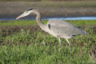 Ardea herodias