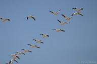 Pelecanus erythrorhynchos