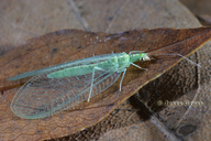 Chrysopidae