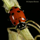 Hippodamia convergens