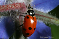 Hippodamia convergens