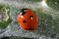 Coccinella septempunctata