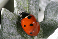 Coccinella septempunctata